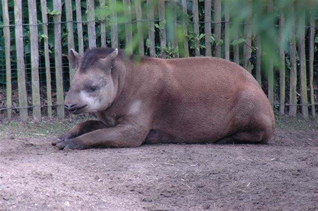 DSC_1839.JPG - Zuid-Amerikaanse tapir